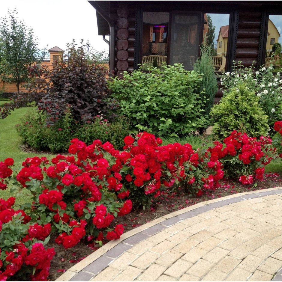 Роза Коника бордюрная