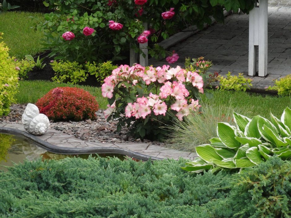 Цветник Барбарис туя роза почвопокровная