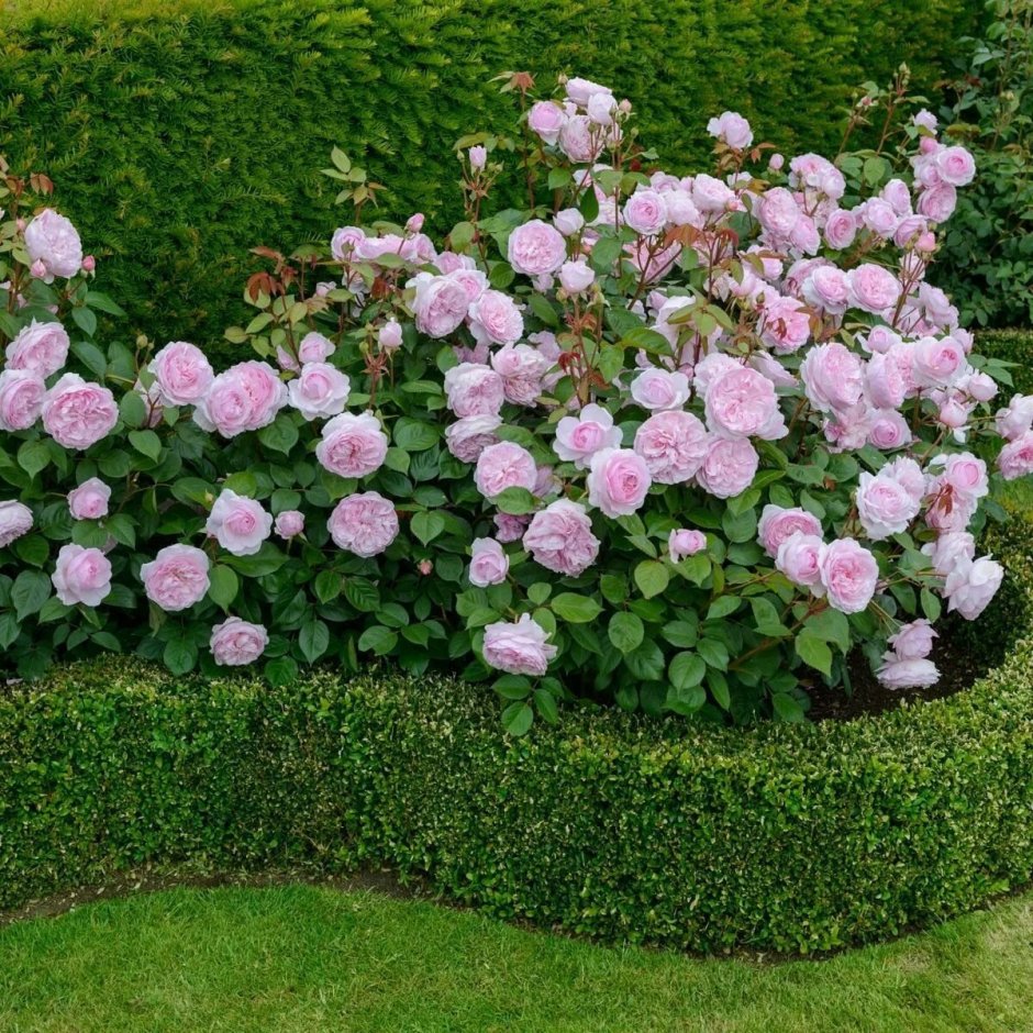 Роза Olivia Rose Austin