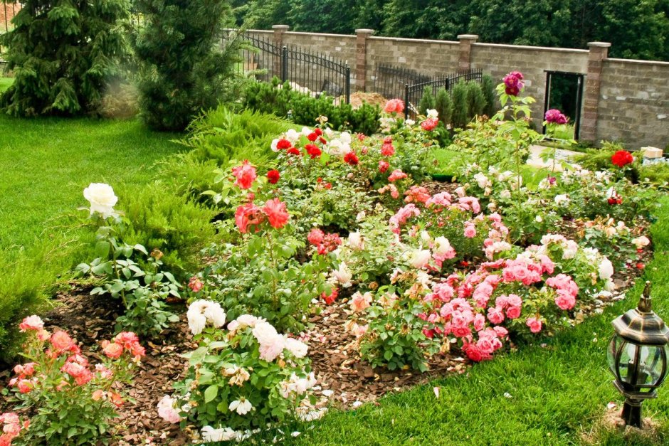 Розы в саду ландшафтный дизайн