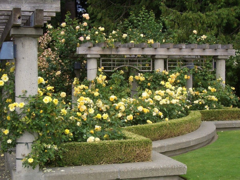 Моноцветник розарий