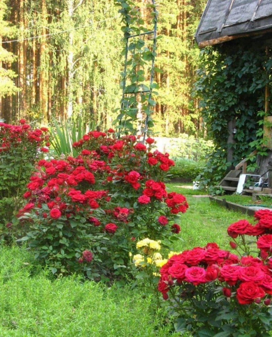 Роза Кордана в ландшафтном дизайне