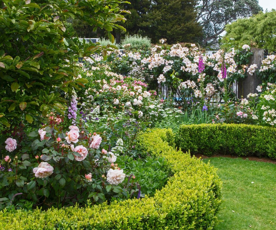 Моноцветник розарий