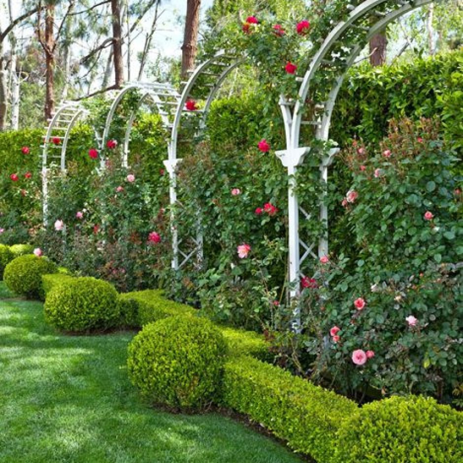 Розарий обрамленный живой изгородью