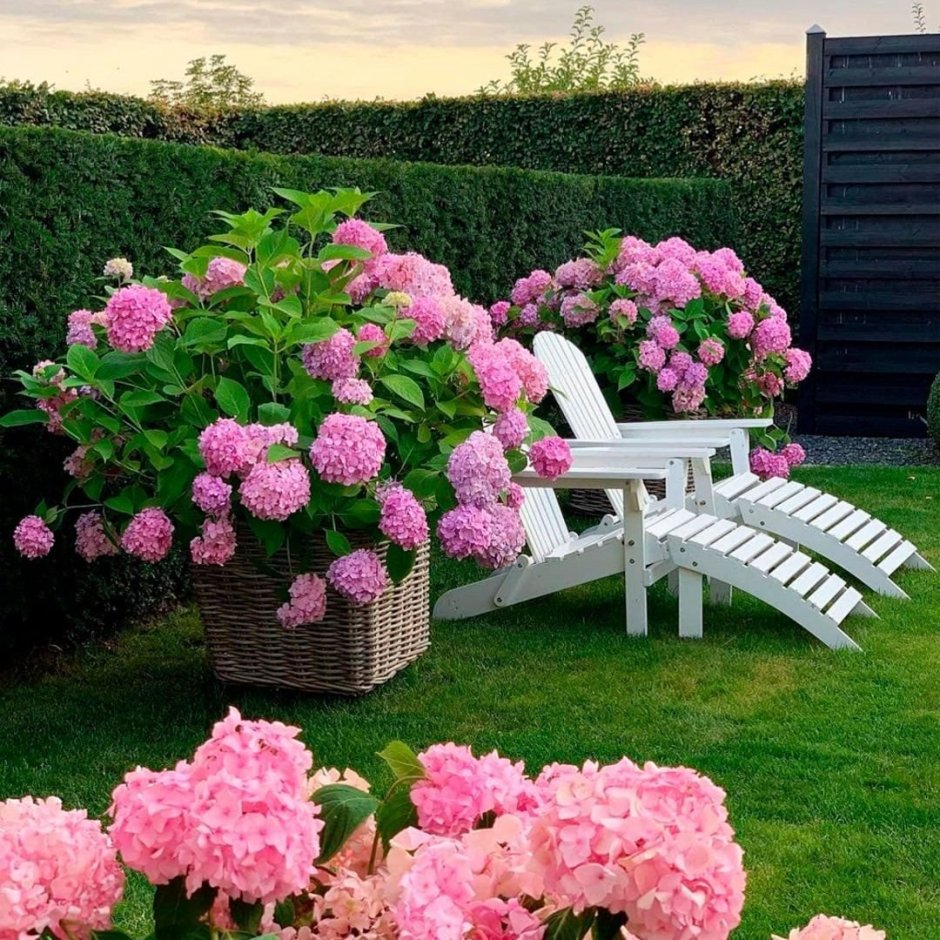 Гортензия крупнолистная изгородь