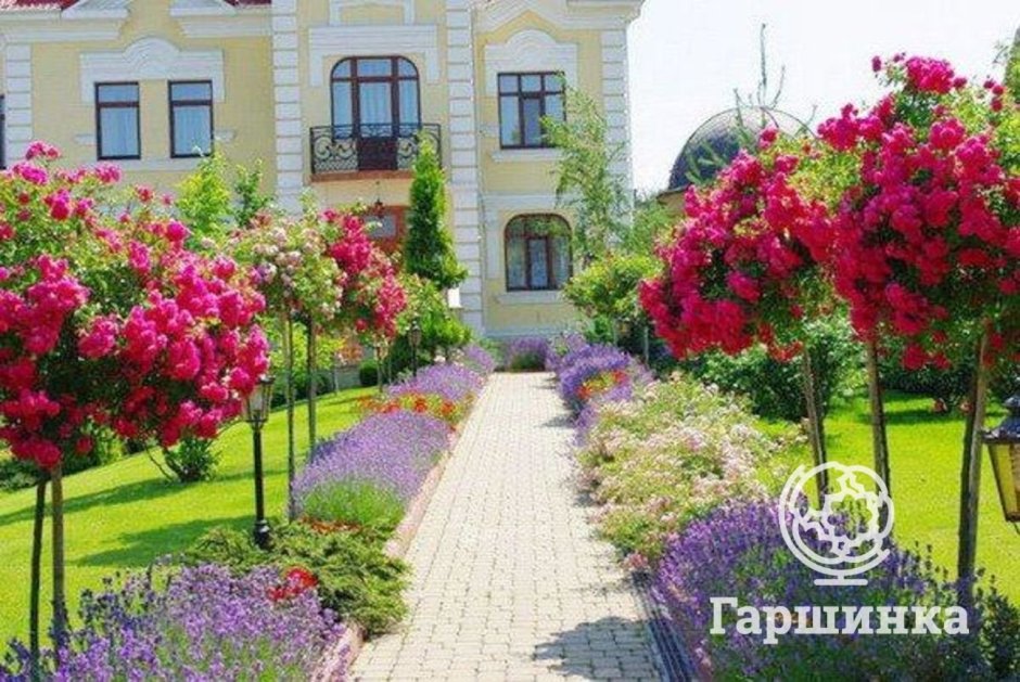 Штамбовые розы в ландшафтном дизайне