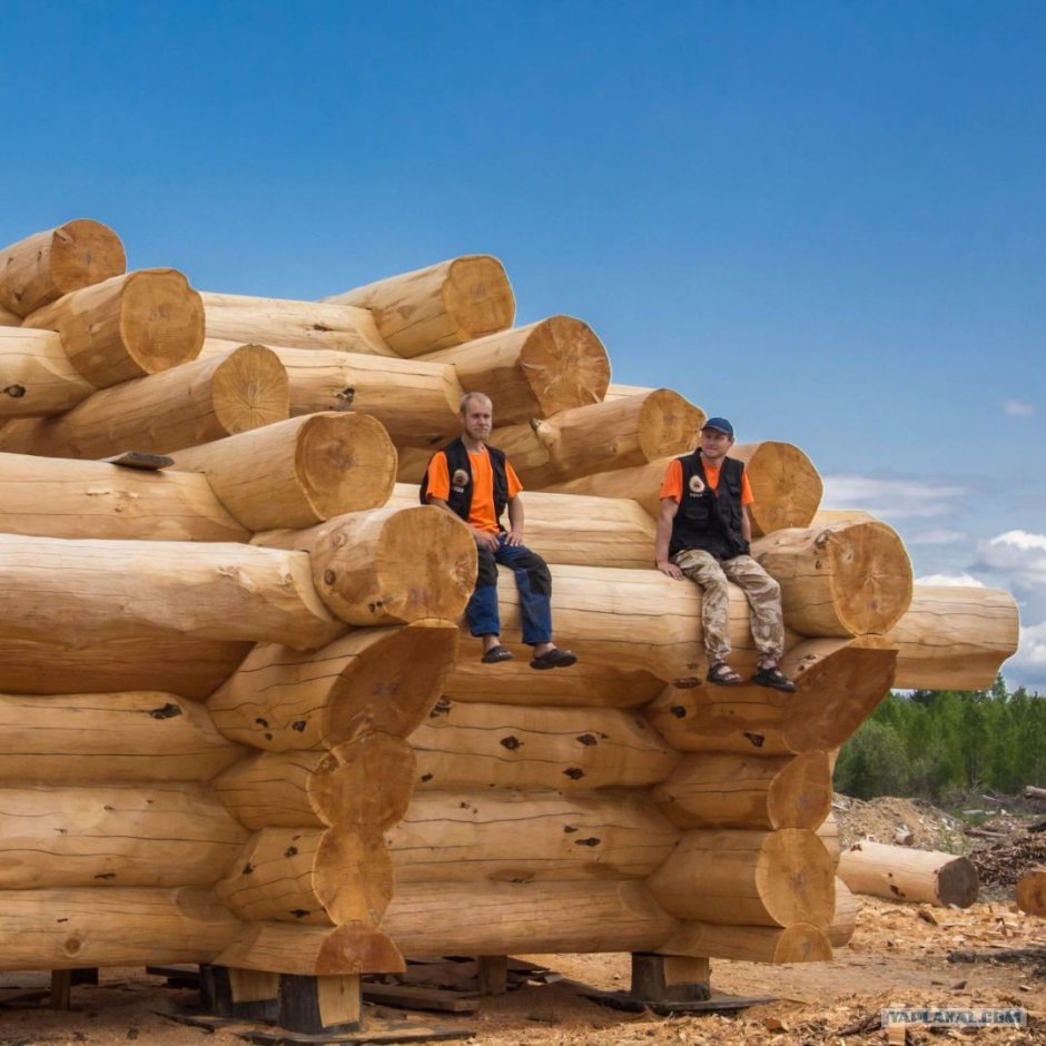 Сибирский кедр сруб