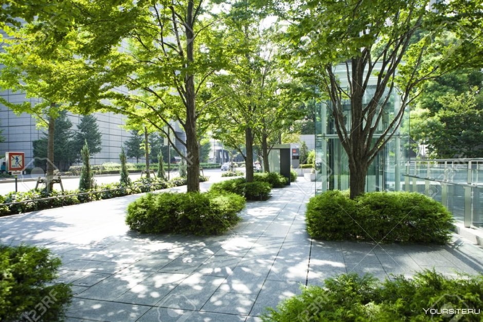 Деревья для городского озеленения