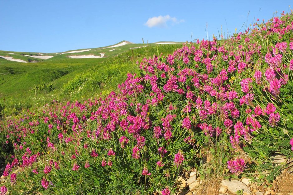 Флора Даурского заповедника