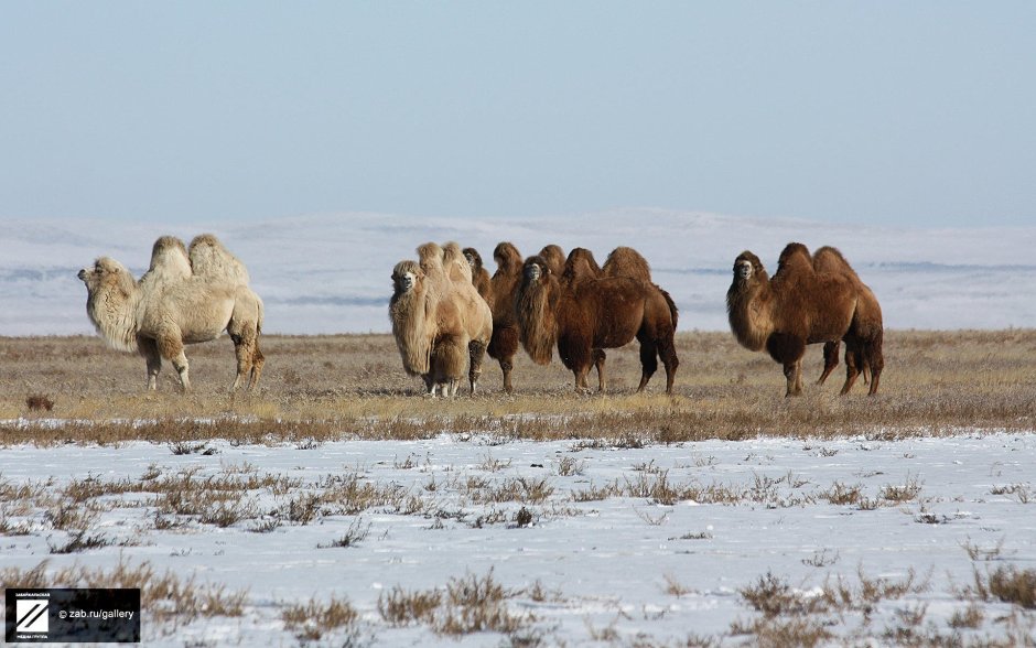 Государственный природный биосферный заповедник «Даурский»