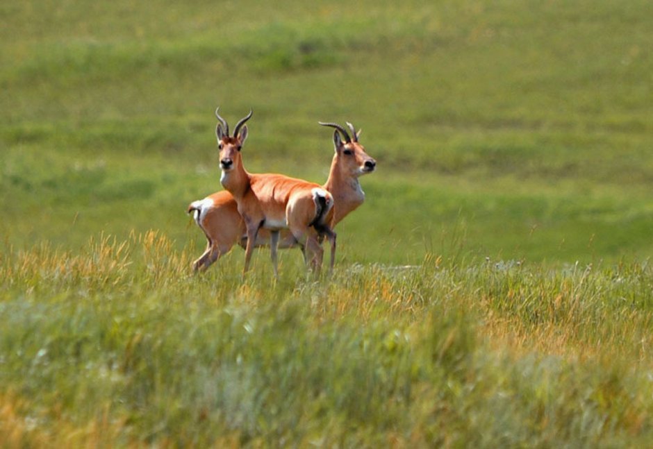 Антилопа дзерен Монголия