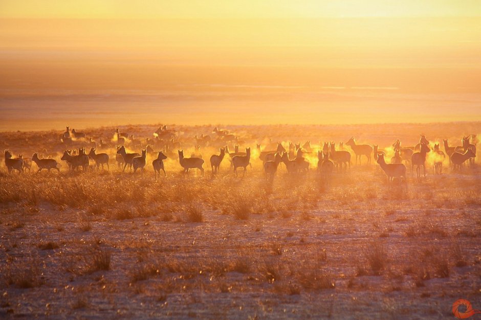«Ландшафты Даурии» (Даурский заповедник)