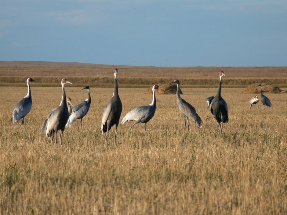 Даурский заповедник Забайкальского края