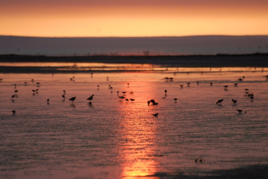 Торейские озера Даурский заповедник