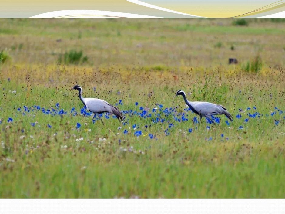 Забайкалье Даурский заповедник