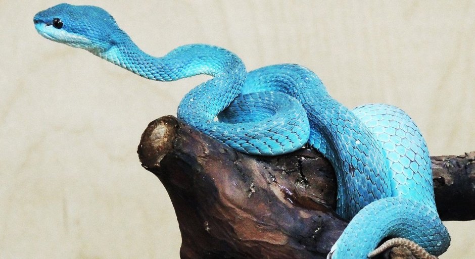 Синяя змея домашняя