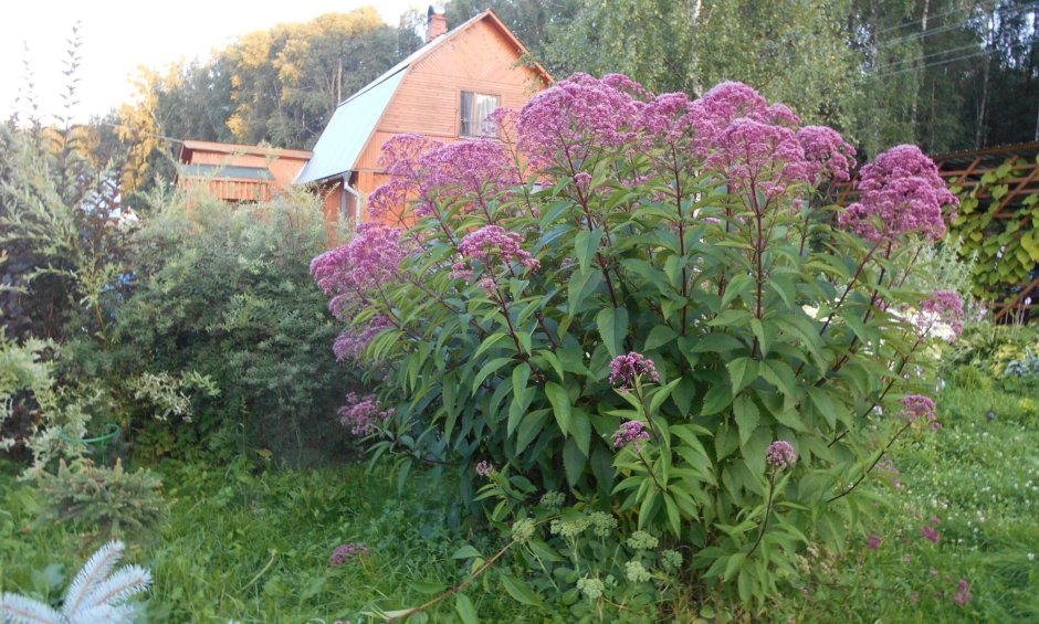 Посконник пурпурный в садах усодовлдах