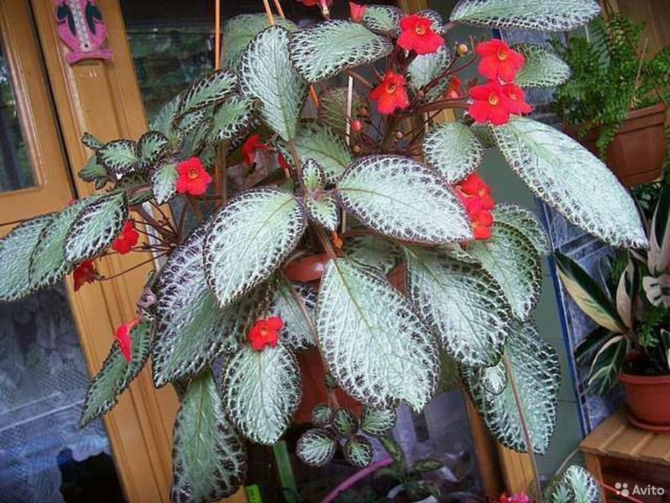 Растение серебристого цвета с бархатными листьями