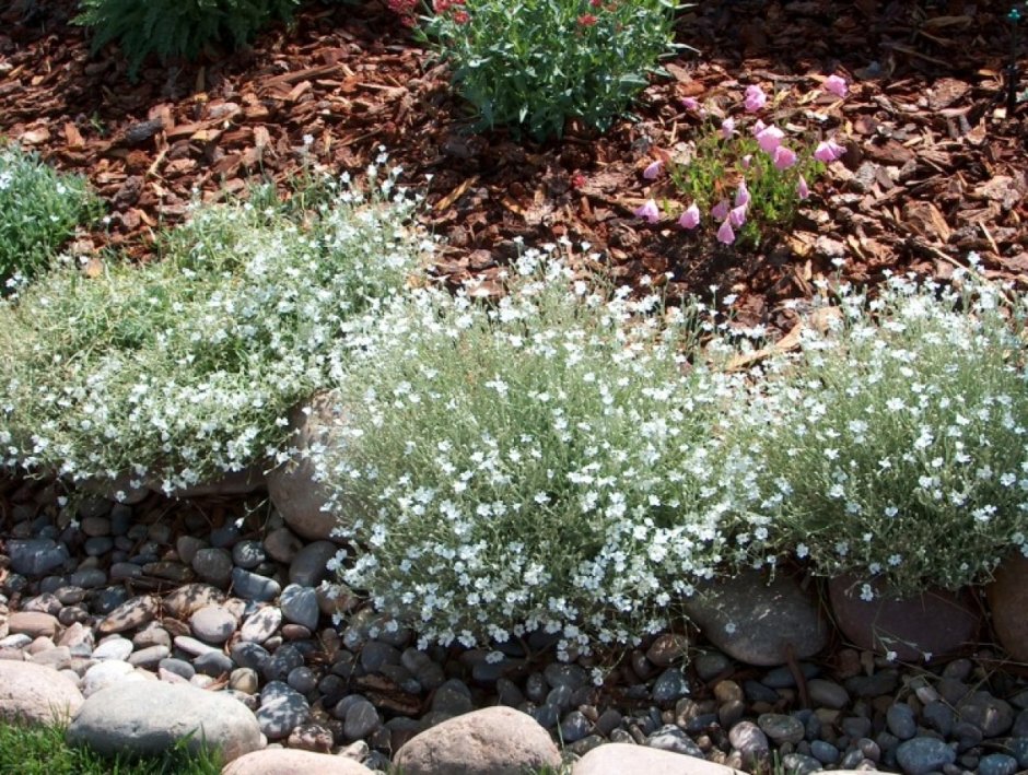 Ясколка tomentosum Silver White