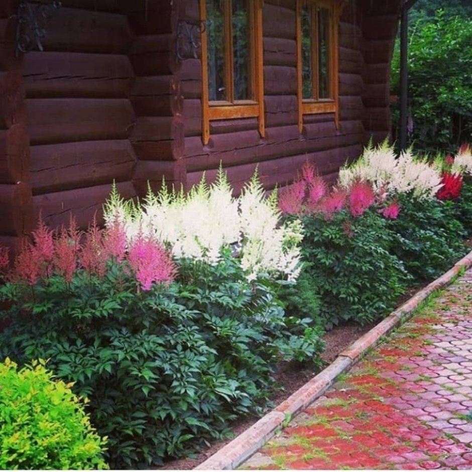 Астильба Живая изгородь