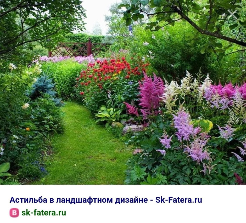 Бадан и астильба