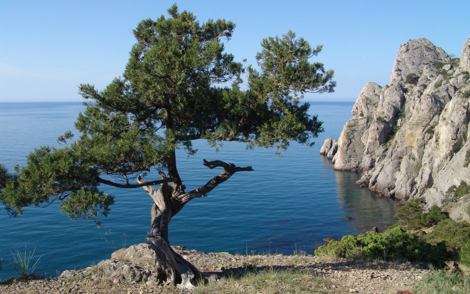 Байкал Ольхон кедр