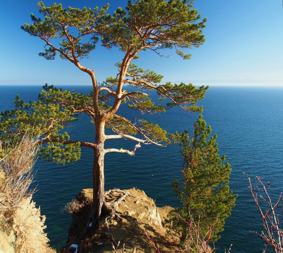 Хвойные деревья Байкала