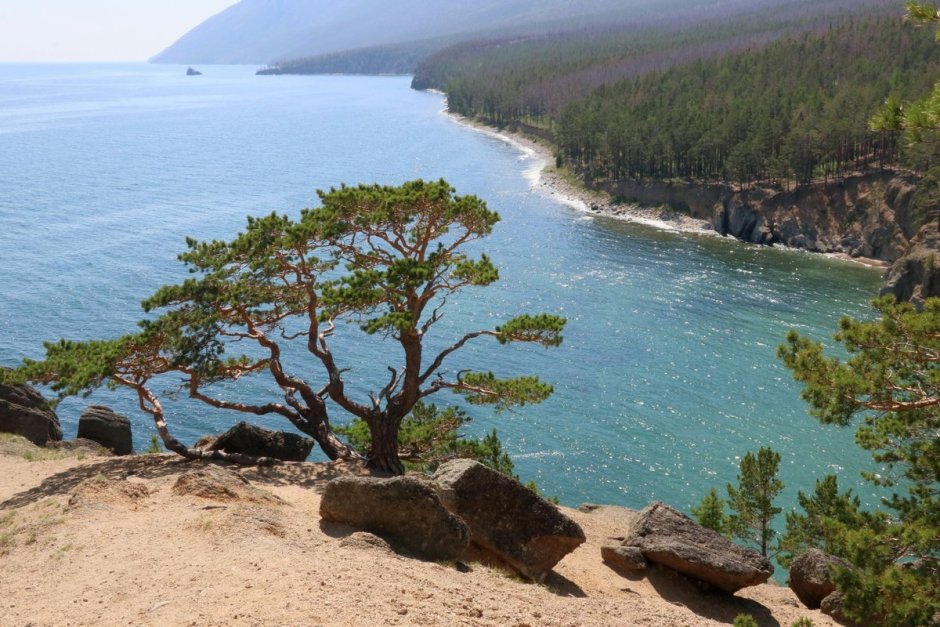Республики Бурятия сосны Байкал